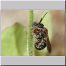 Smicromyrme rufipes - Rotbeinige Spinnenameise 05c 5-9mm Paarung.jpg